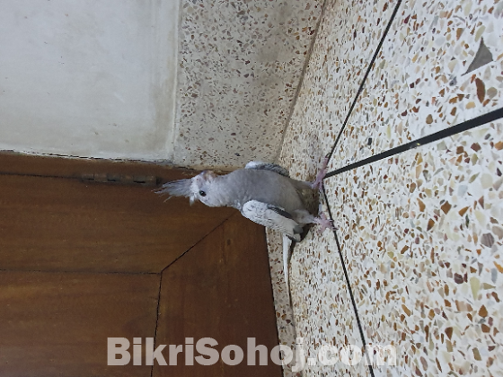 Whitefaced Pearl Cockatiel Bird.